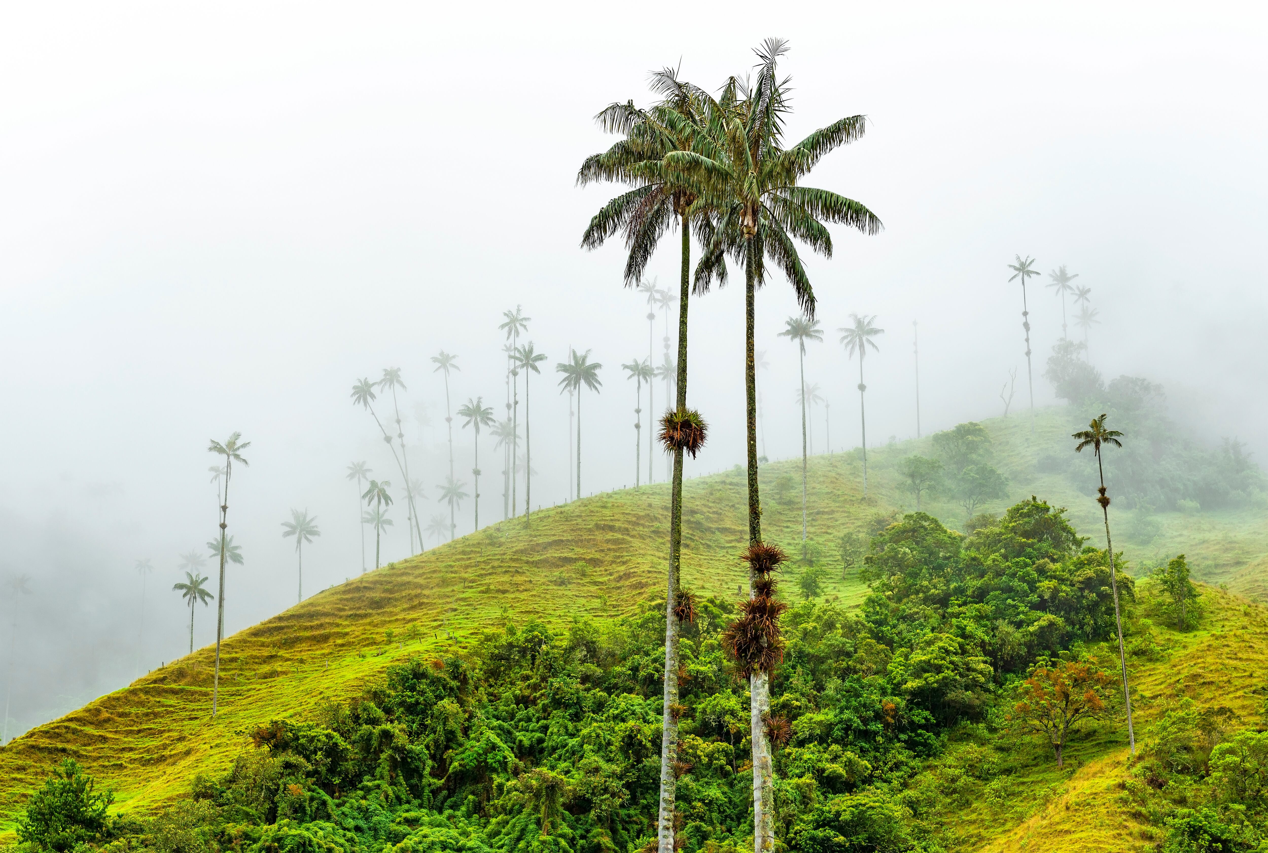 Valle de Cocora