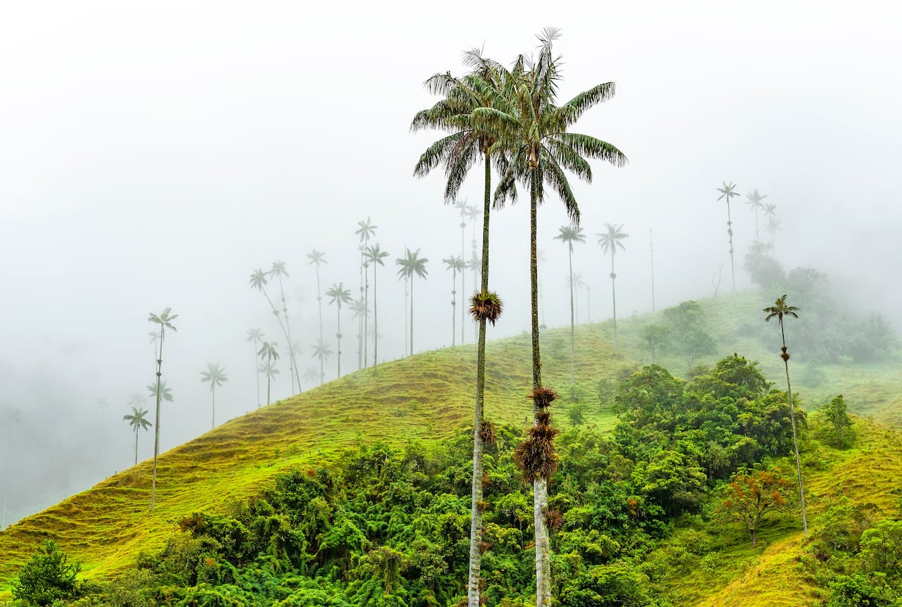 Valle de Cocora