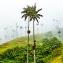 Palma de Cera en el Valle de Cocora. Foto: Getty.