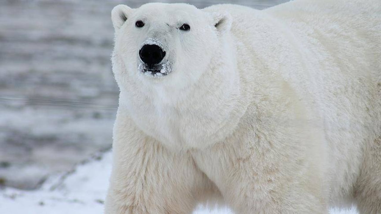 Los osos polares que viven en los glaciares son conocidos como los depredadores más fuertes de la zona. Foto: Archivo vía Anadolu.
