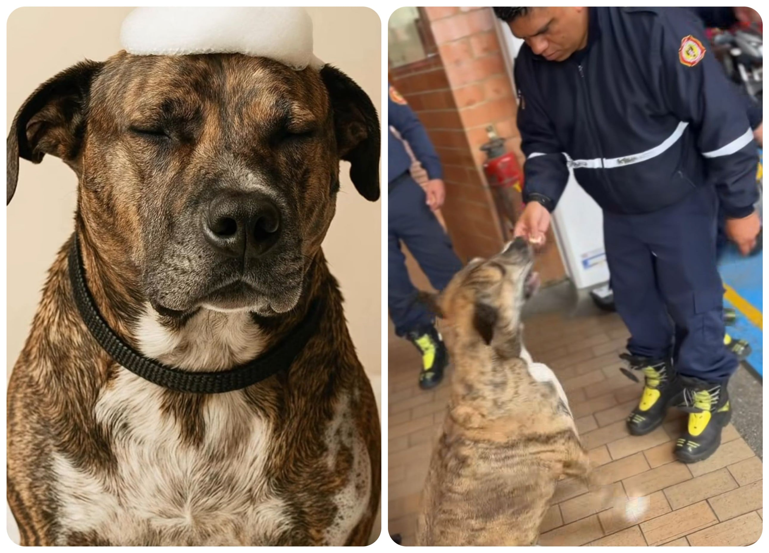 Bruno, el perro mestizo que apoya los talleres educativos.