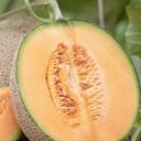 El melón es un excelente diurético natural