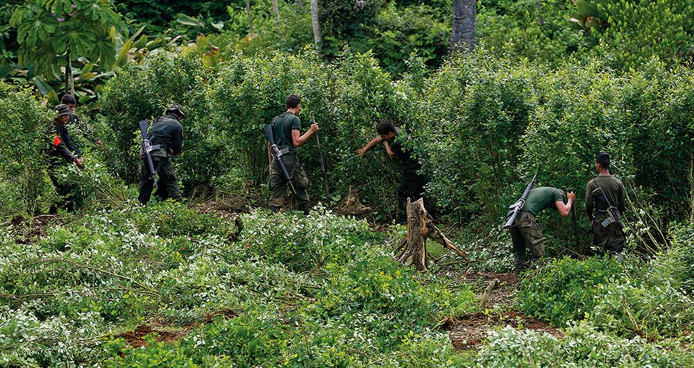 Las cifras de erradicación manual de cultivos ilícitos vienen cayendo en picada. En enero de este año, el reporte es demoledor: cero hectáreas de coca erradicadas.