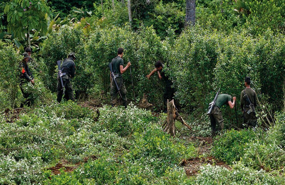    Las cifras de erradicación manual de cultivos ilícitos vienen cayendo en picada. En enero de este año, el reporte es demoledor: cero hectáreas de coca erradicadas.