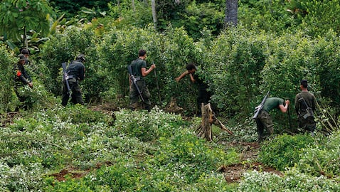 Las cifras de erradicación manual de cultivos ilícitos vienen cayendo en picada. En enero de este año, el reporte es demoledor: cero hectáreas de coca erradicadas.