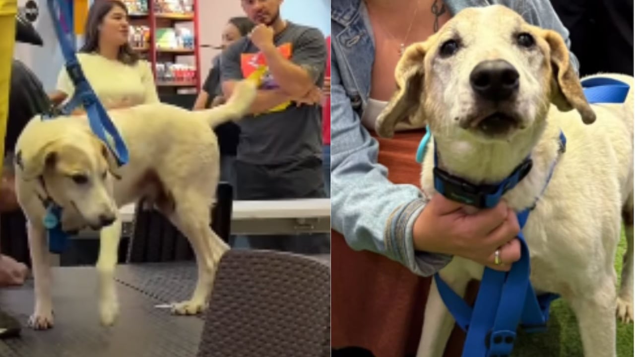 Masmelo, el perrito de avanzada edad que encontró hogar en Medellín.