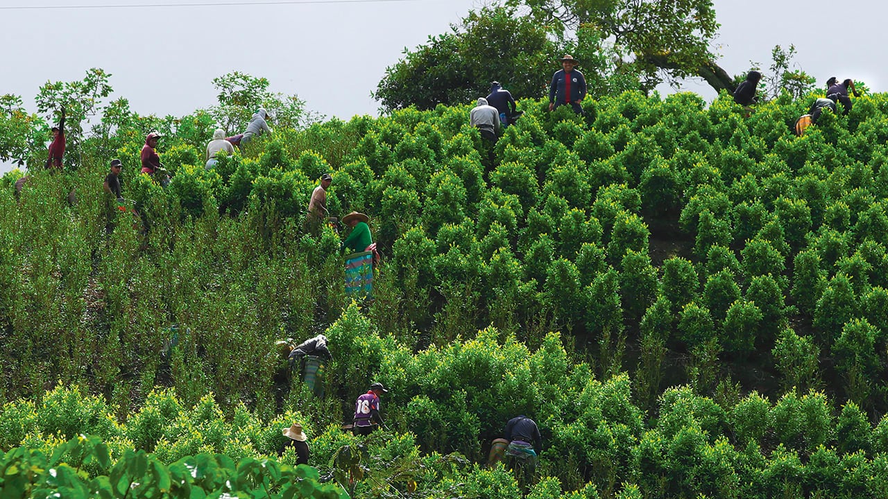 Raspachines o recolectores de coca en el corregimiento de El Plateado, del municipio de Argelia, en el Cauca.
