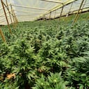 Grandes cultivos de marihuana se pueden observar en el norte del Cauca. Para acelerar los ciclos de los cultivos de esta especie, muchas personas siembran la cannabis bajo techo y les acondicionan sistemas de riego permanente.