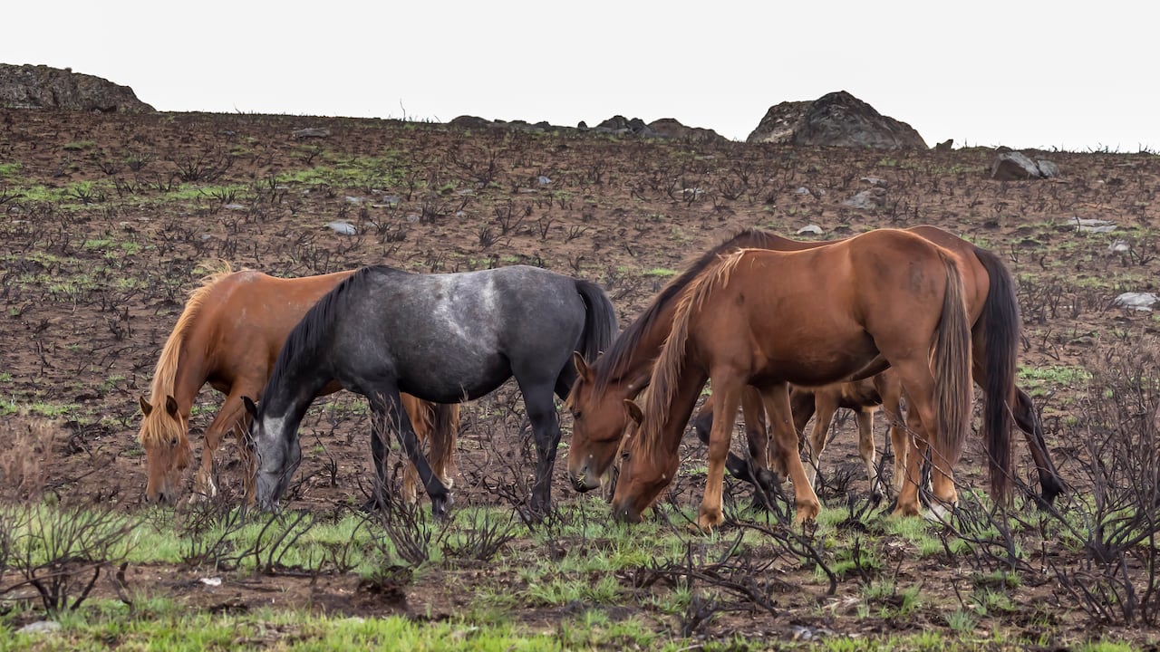 Los caballos salvajes son una amenaza para el ecosistema en Australia