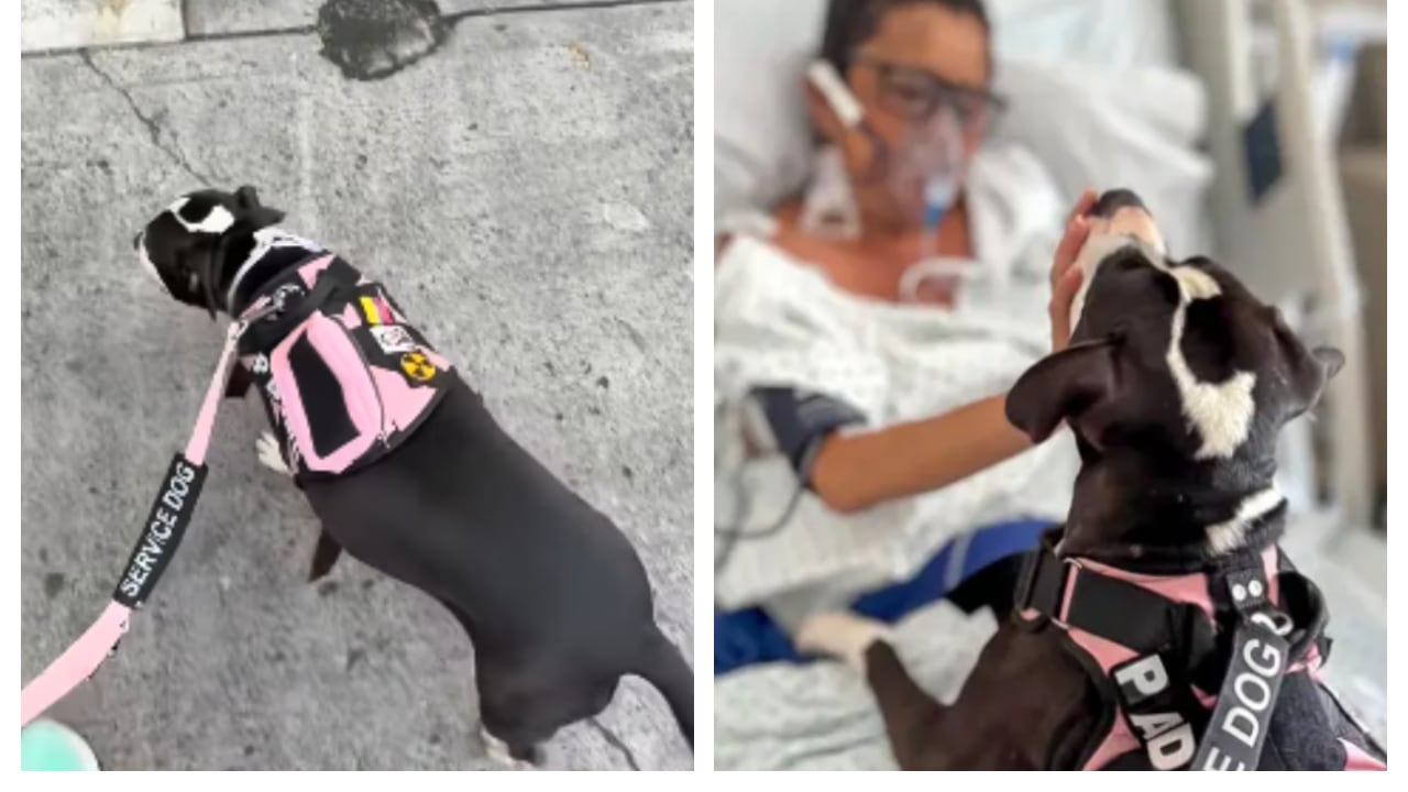 Padme, la perrita que se ha convertido en terapista de pacientes en la Clínica Las Américas, de Medellín.