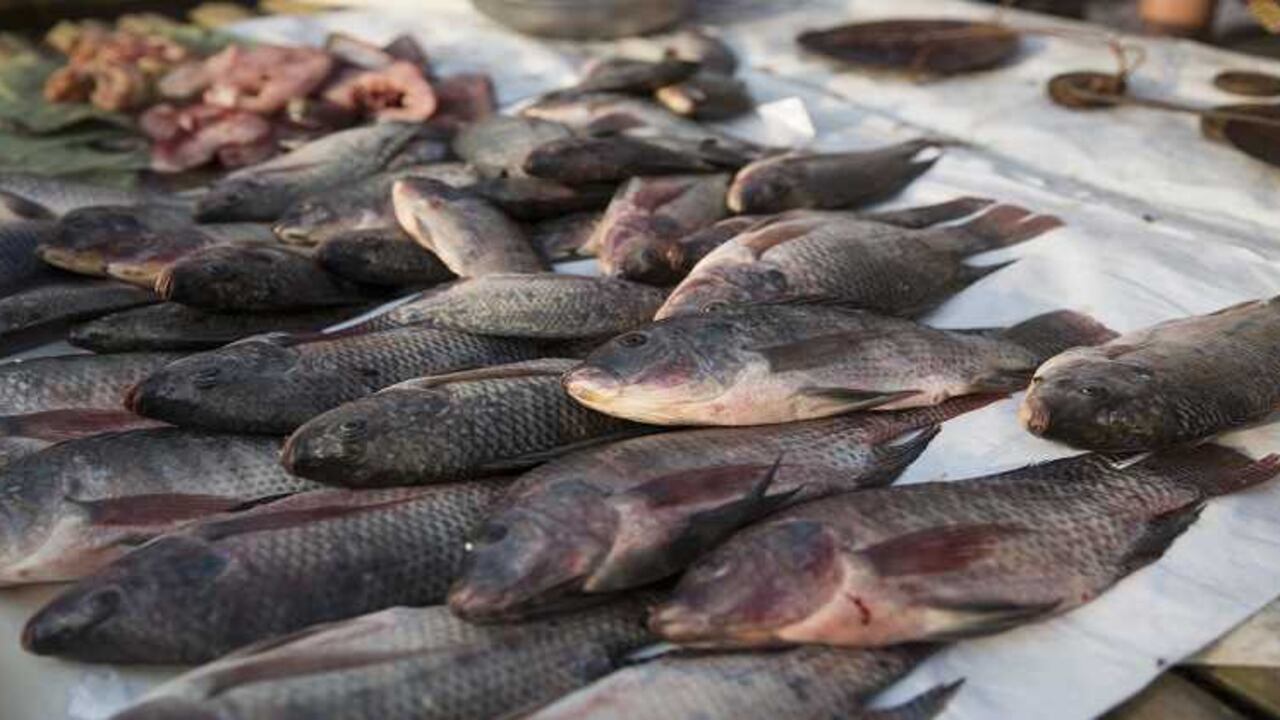 Aunap aseguró que el sector cuenta con suficiente oferta de pescado para Semana Santa. Foto: Bloomberg