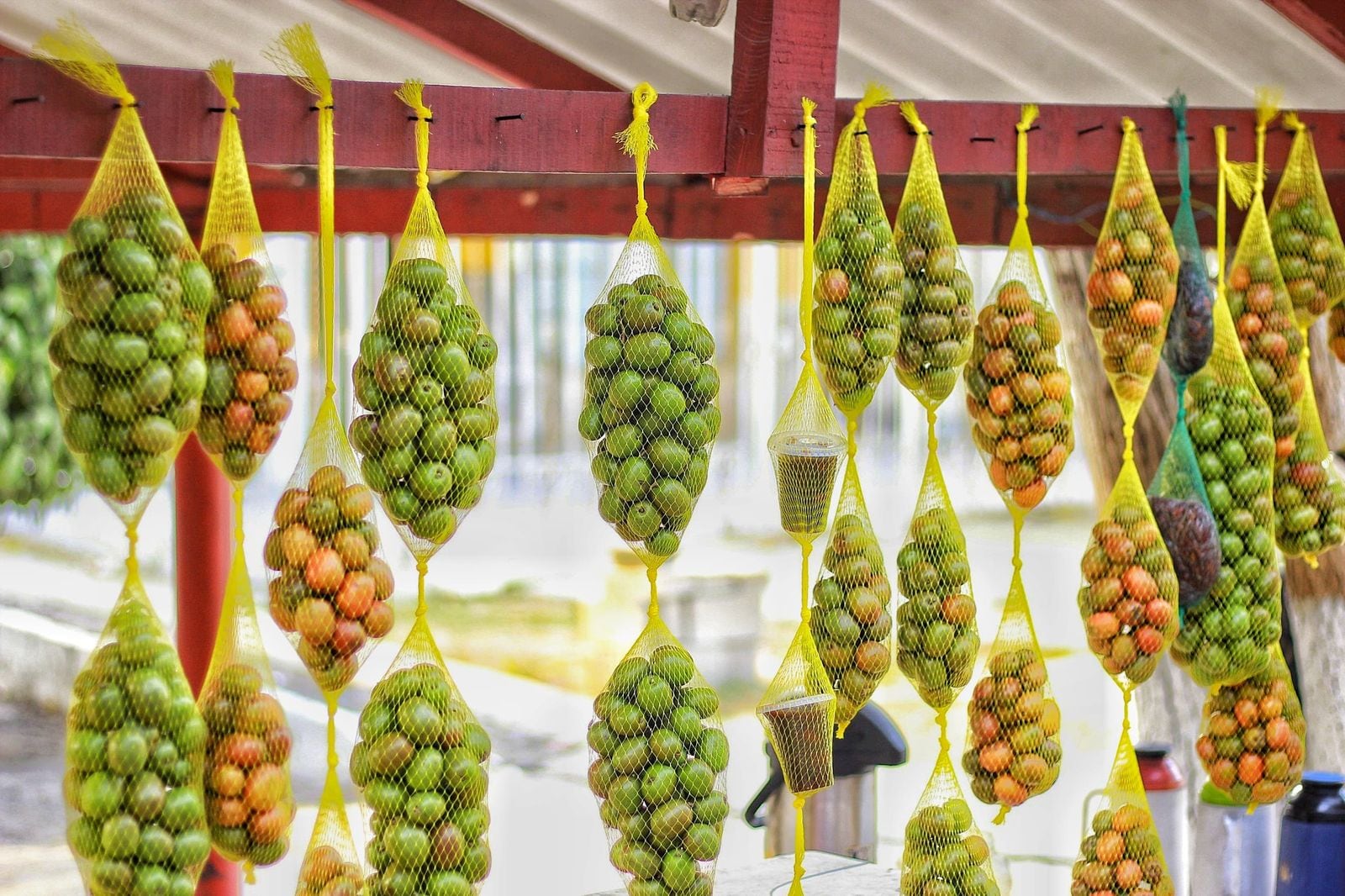 Festival de la Ciruela en Campeche, Atlántico.