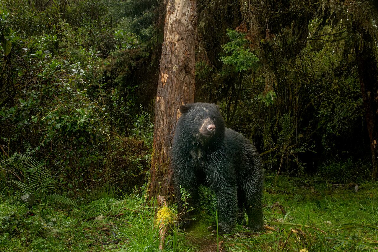 Los encuentros pueden ser efímeros, debido al comportamiento tímido de los animales.