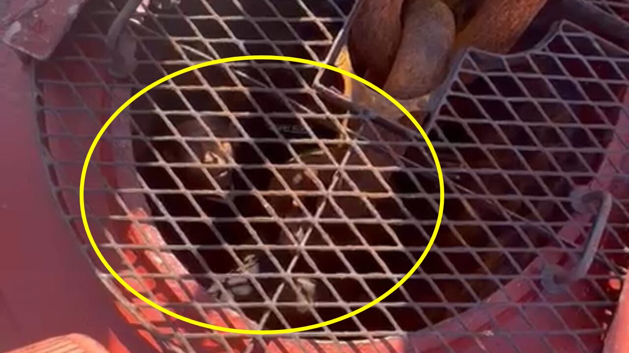 Cerca de una tonelada de cocaína fue incautada por la Armada en dos contundentes operaciones en el Caribe