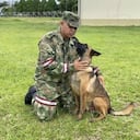 El Ejército responde ante la incógnita: ¿Es Wilson? Perro deambulando en Huila.