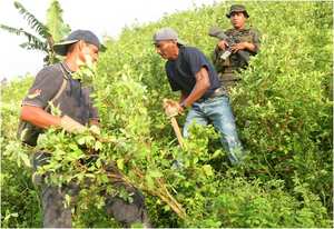 La Policía nunca se despega de los erradicadores. Armados con fusil, equipos de comunicación y binoculares vigilan las montañas que rodean las siembras de coca que los erradicadores pretenden acabar.