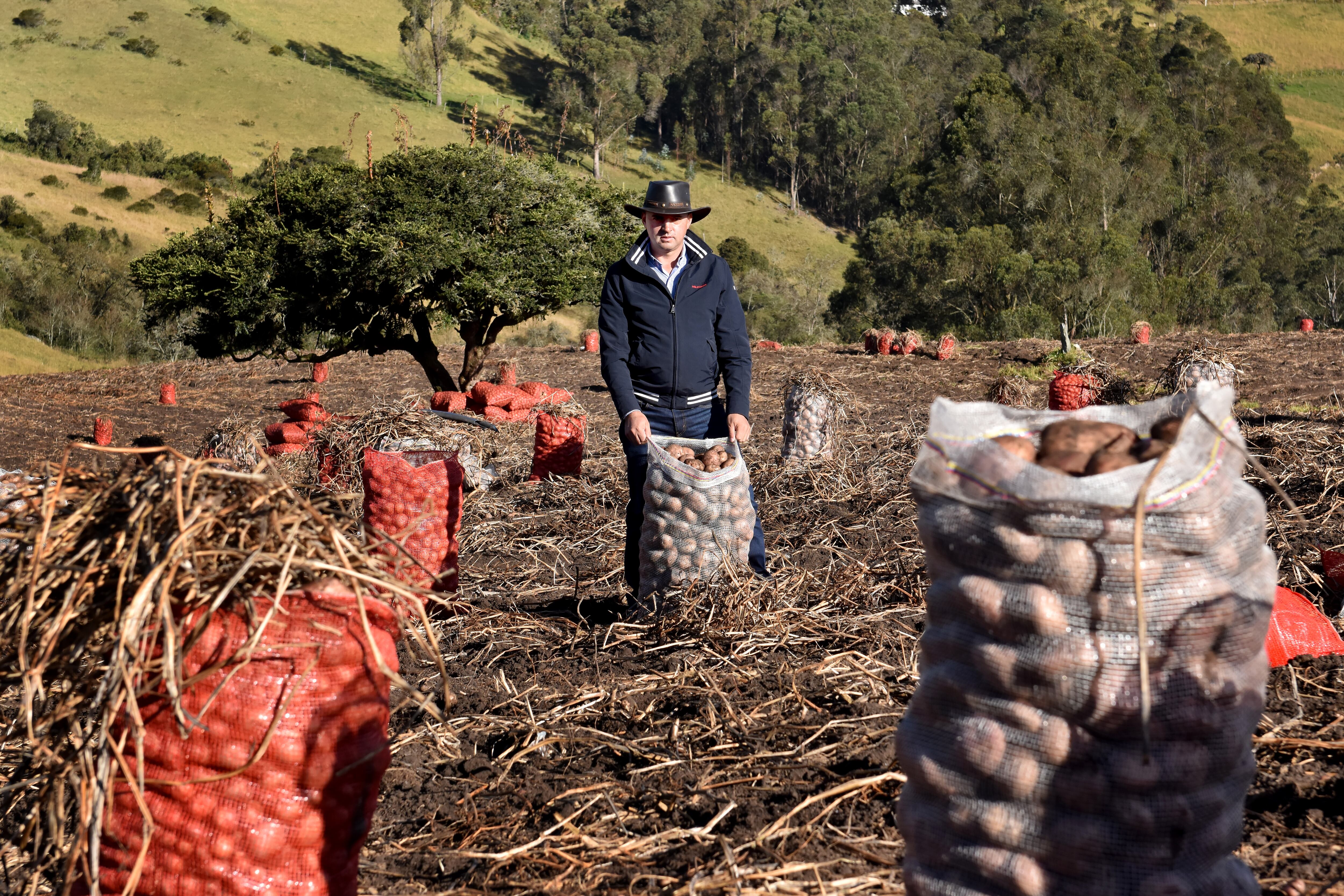 AGRICULTURA PAPA
CULTIVOS DE PAPA EN LA CALERA,