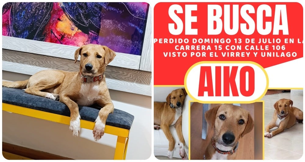 Perro perdido en Bogotá