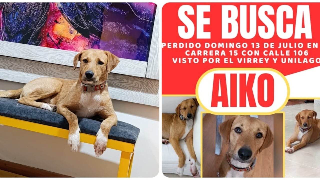 Perro perdido en Bogotá