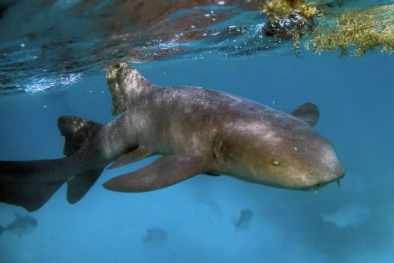 Tiburón Nodriza