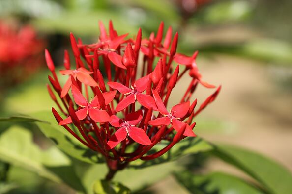 West Indian Jasmine (Ixora) flowers growing in Padmanabhapuram, Tamil Nadu, India on February 12, 2020. (Photo by Creative Touch Imaging Ltd./NurPhoto via Getty Images)