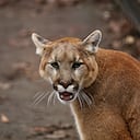 The cougar (Puma concolor), also commonly known by other names including catamount, mountain lion, panther and puma is American native animal.