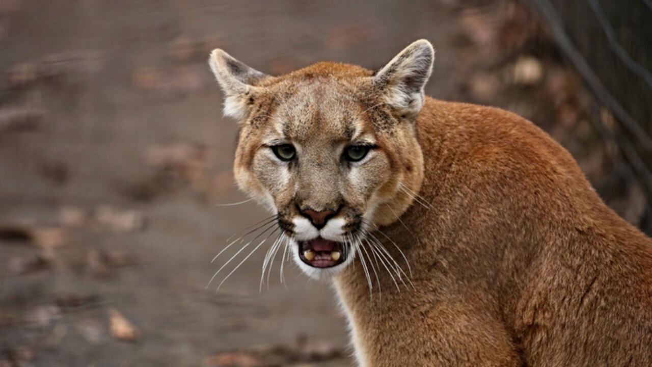 Atemorizados se encuentran los habitantes del área metropolitana de Bucaramanga, quienes piden ayuda a las autoridades ambientales, ante la presencia de un puma. (Imagen de referencia).