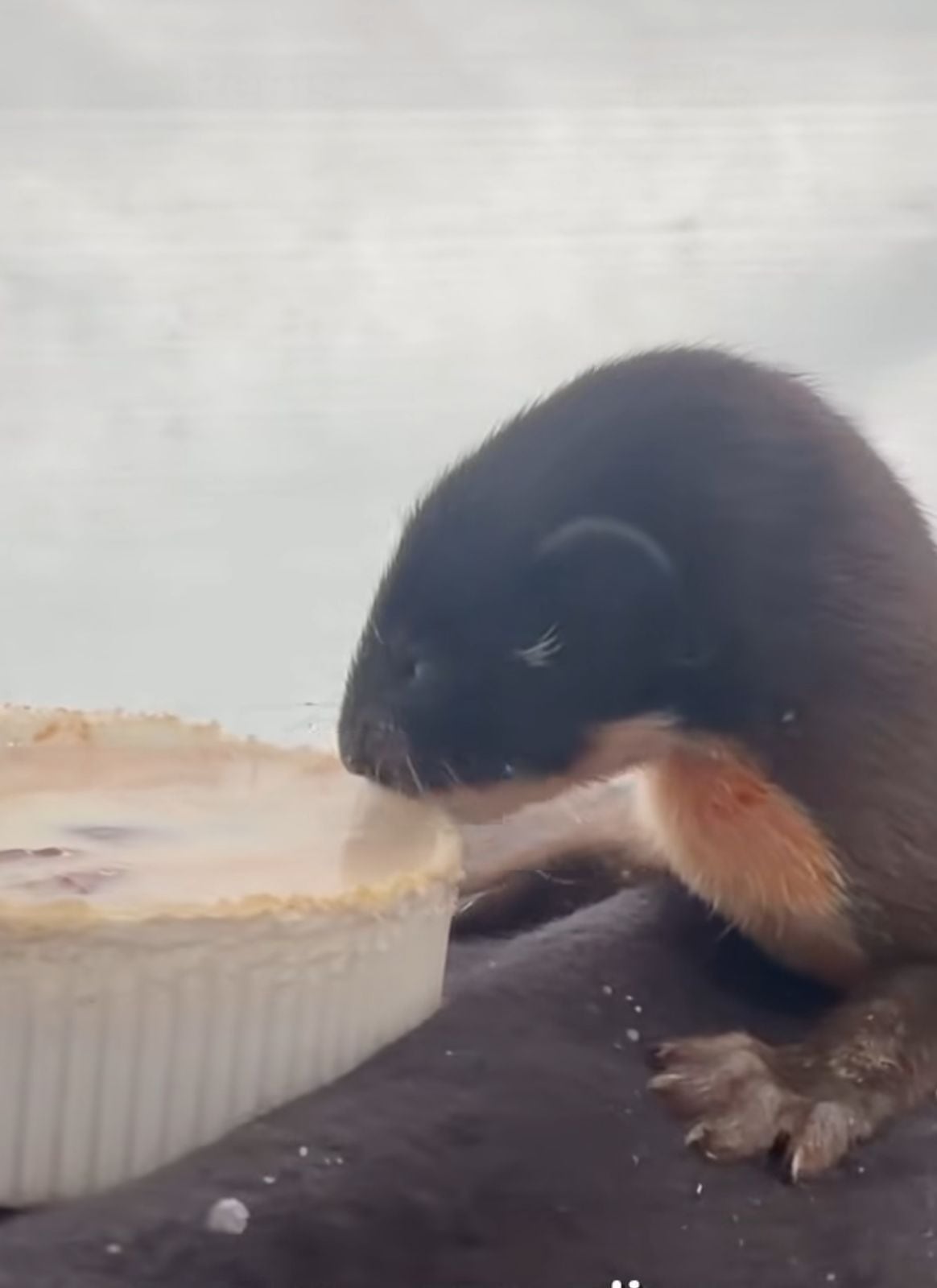 Rescatan a una comadreja neonata en el Valle de Aburrá: El complejo reto de criar fauna silvestre sin contacto humano.