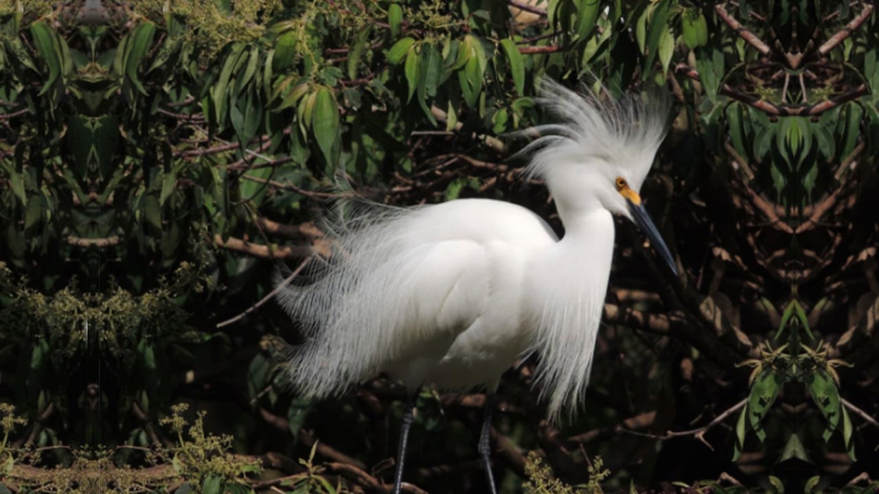 Cali es la ciudad del mundo con mayor diversidad de aves, según el Dagma.