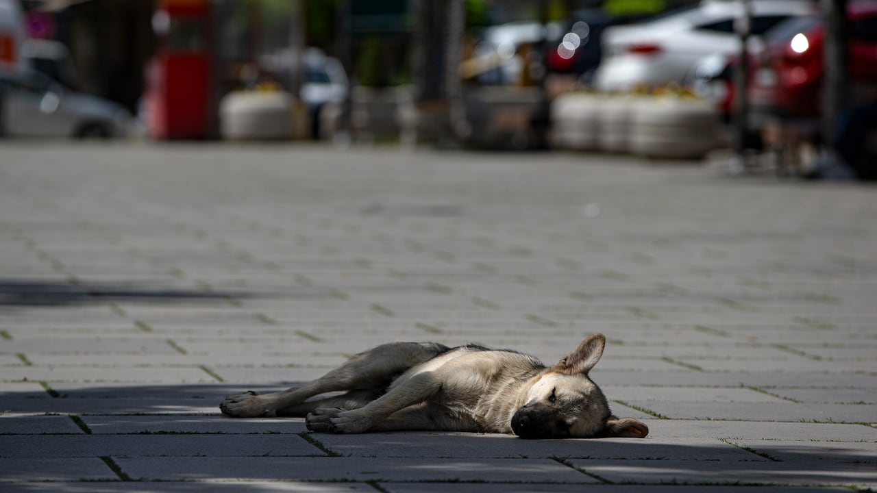 Perro muerto. (AP Photo/Visar Kryeziu)