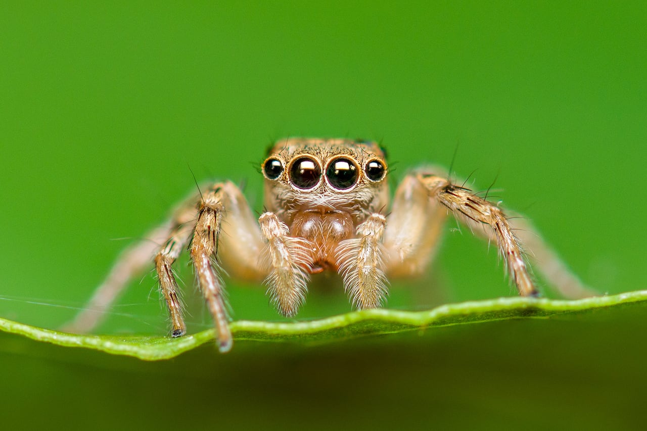 Jumping spider