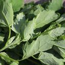 Lambsquarter (also called King Henry and Goose Foot) was gathered in the Czech Republic's Carlsbad (also called Karlovy Vary) for eating. Once pan-fried, this vegetable is delicious. It is rich in: iron, protein, vitamin B2, and vitamin C.