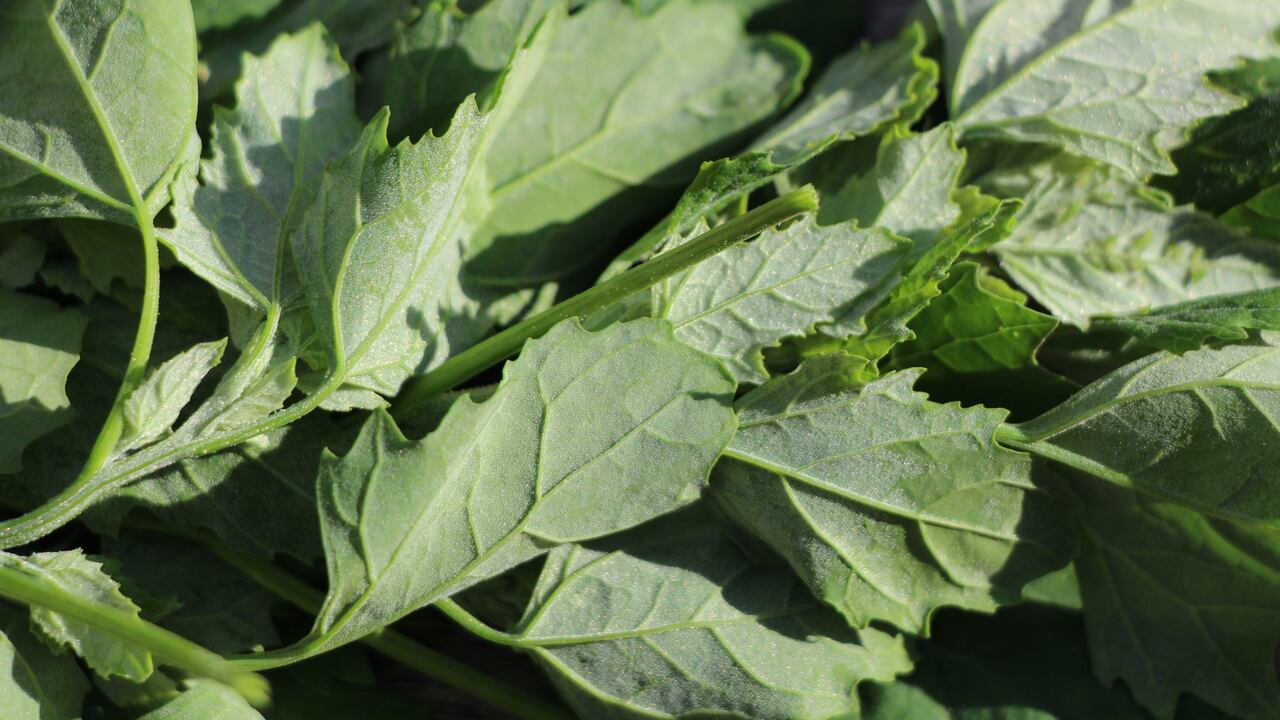 Lambsquarter (also called King Henry and Goose Foot) was gathered in the Czech Republic's Carlsbad (also called Karlovy Vary) for eating. Once pan-fried, this vegetable is delicious. It is rich in: iron, protein, vitamin B2, and vitamin C.