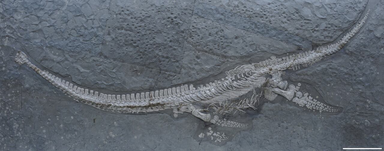 Con tejidos blandos fosilizados, el fósil hallado en 1978 cobra nuevo valor científico tras su análisis detallado.