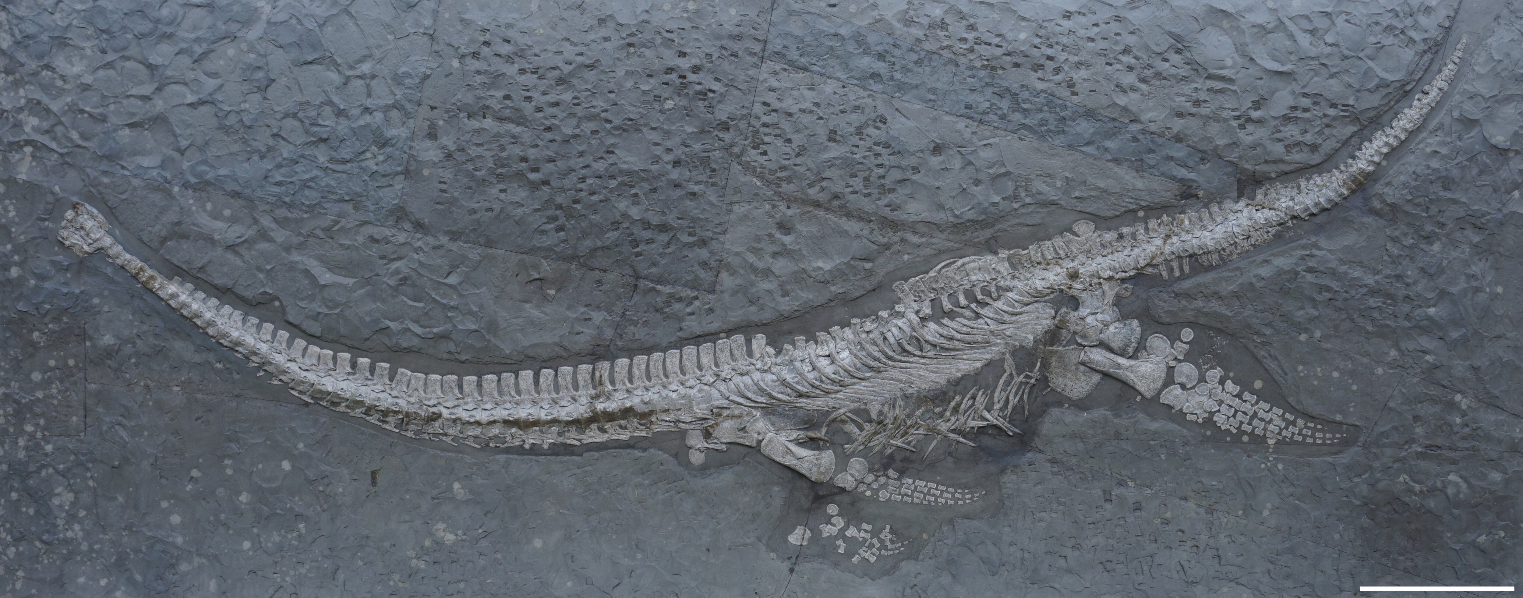 Con tejidos blandos fosilizados, el fósil hallado en 1978 cobra nuevo valor científico tras su análisis detallado.