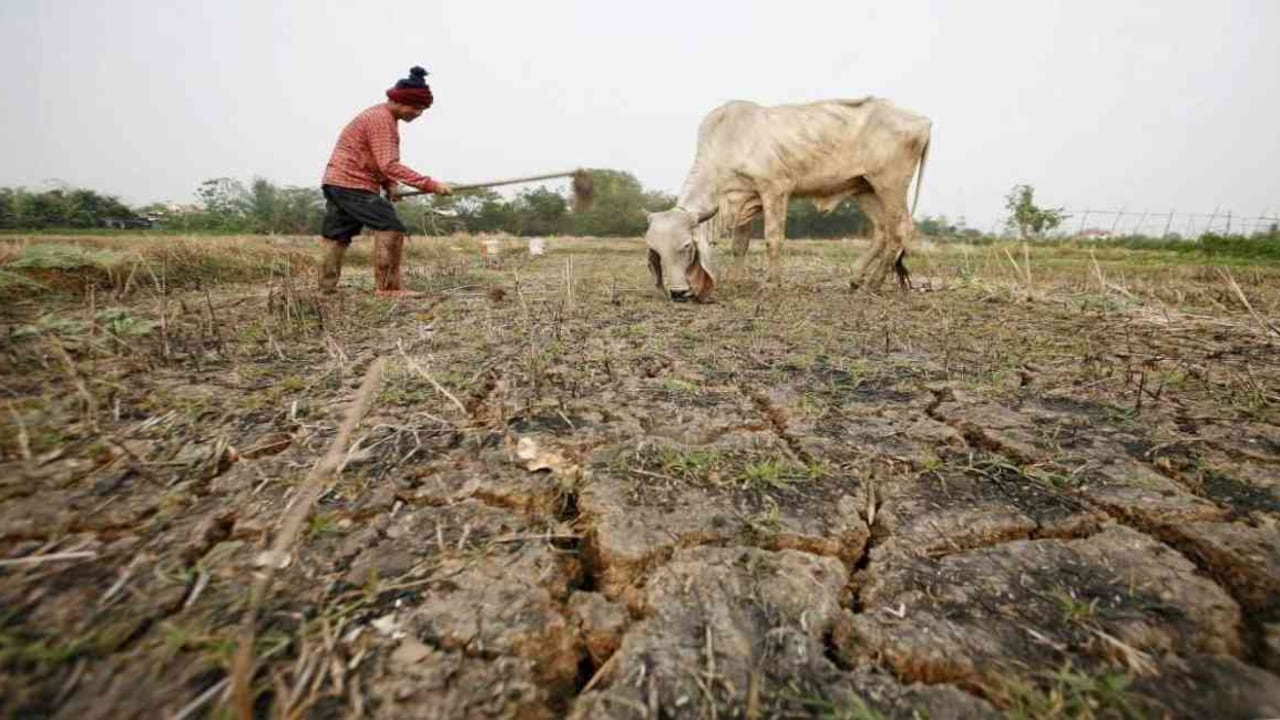 Las regiones más afectadas por el fenómeno de El Niño en 2015-2016 fueron la Andina y la Caribe donde el déficit de lluvias fue del 30 al 40%. Para el 2019 se esperan fuertes impactos en el sector agropecuario. Foto: archivo/Semana.