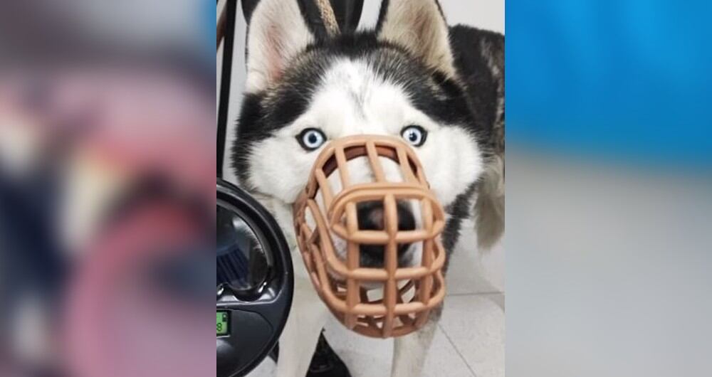 Zeus era víctima de presunto abuso sexual