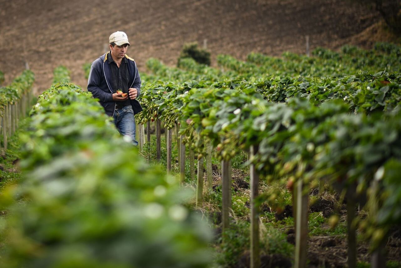 El Ministerio de Comercio, Industria y Turismo, a través de Colombia Productiva y en convenio con las cámaras de comercio de Cartagena, Medellín para Antioquia y del Putumayo, lanzan el proyecto ‘Minicadenas locales’.