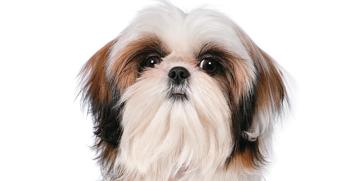 La temperatura constante y moderada, así como un buen nivel de humedad en el ambiente, son fundamentales para favorecer la respiración de los braquicéfalos.