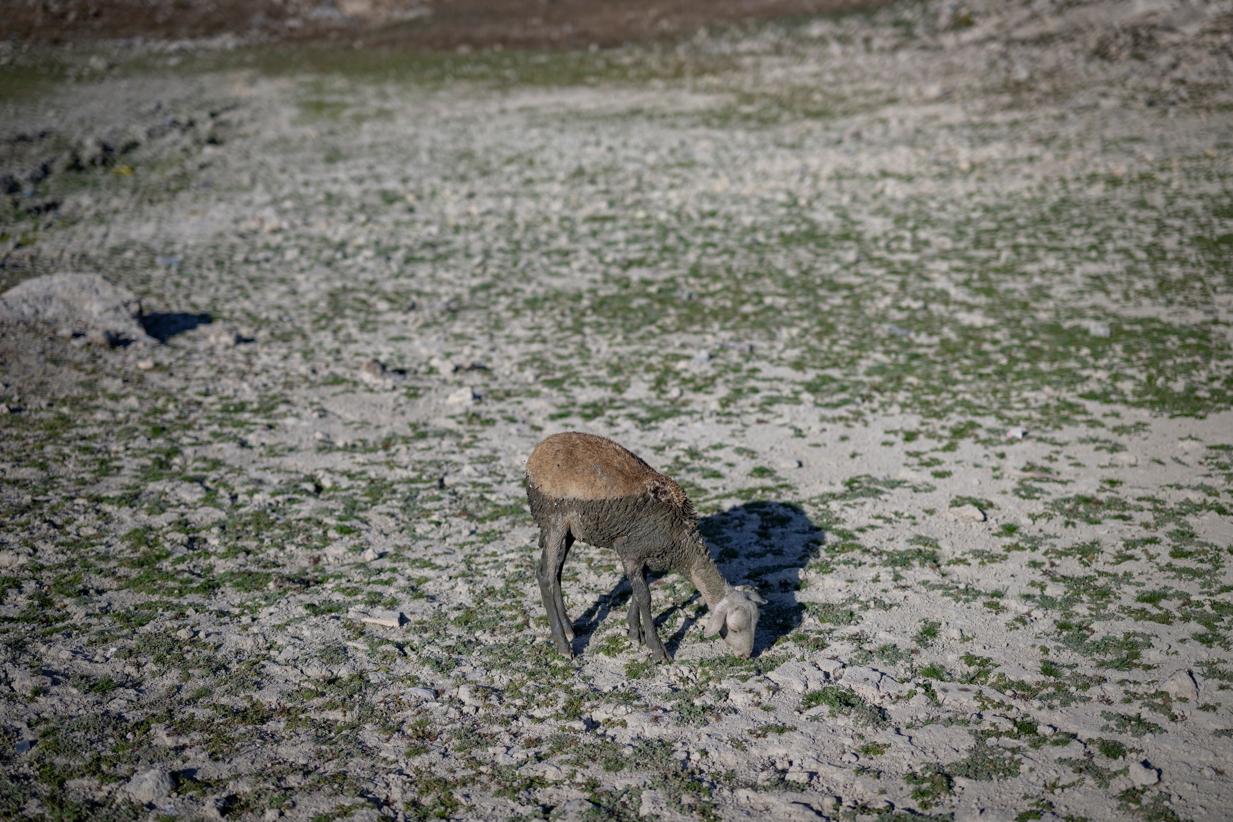 Una oveja pasta en la presa de Sazl?dere, parcialmente seca, en Estambul, el 29 de agosto de 2023. Las presas de Estambul, una ciudad de entre 16 y 20 millones de habitantes, han caído a menos de un tercio de su capacidad después de otro verano caluroso. (Foto por YASIN  AKGUL / AFP)