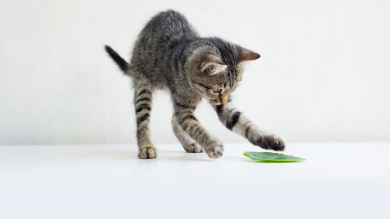 Los gatos tienen el hábito de tirar cosas al piso.