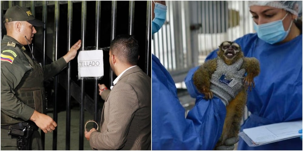 Recientemente, en este centro de investigación fueron hallados 108 monos en condiciones lamentables.