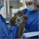 Recientemente, en este centro de investigación fueron hallados 108 monos en condiciones lamentables.