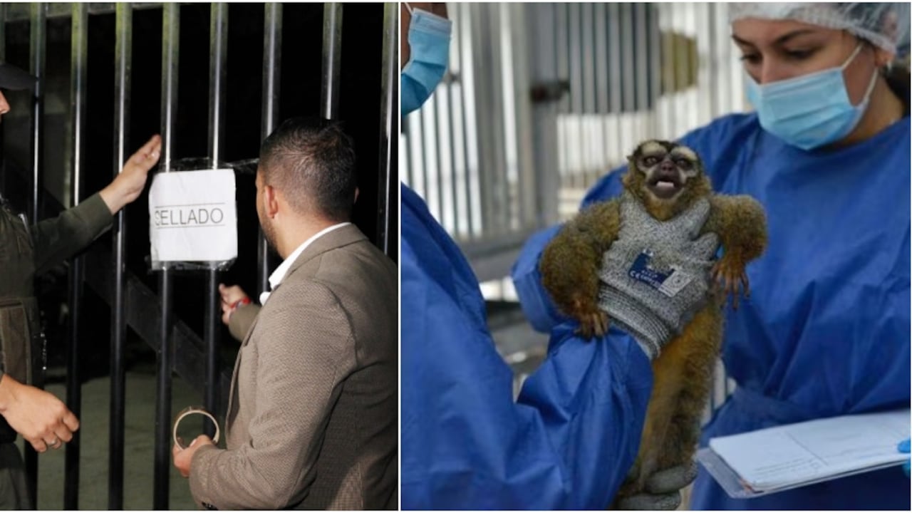 Recientemente, en este centro de investigación fueron hallados 108 monos en condiciones lamentables.