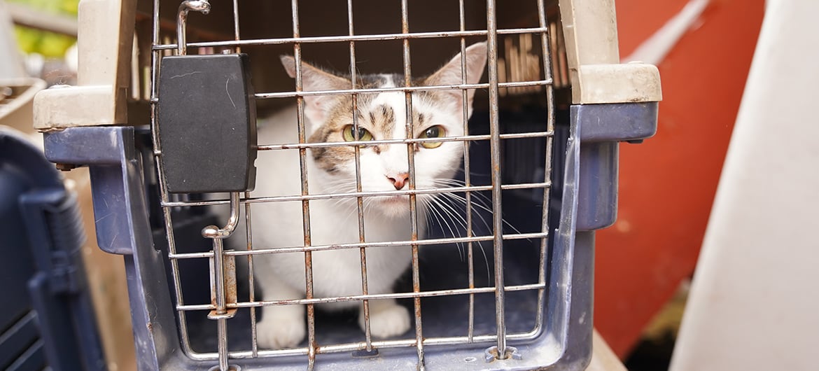 Fue capturada una mujer que mantenía encerrados a perros y gatos sin comida y sin agua en una casa del norte de Cali.