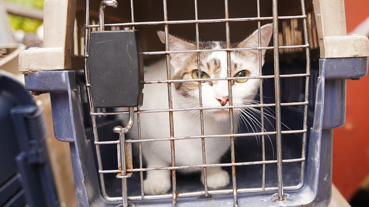 Existen multas por no supervisar a su mascota en zonas comunes