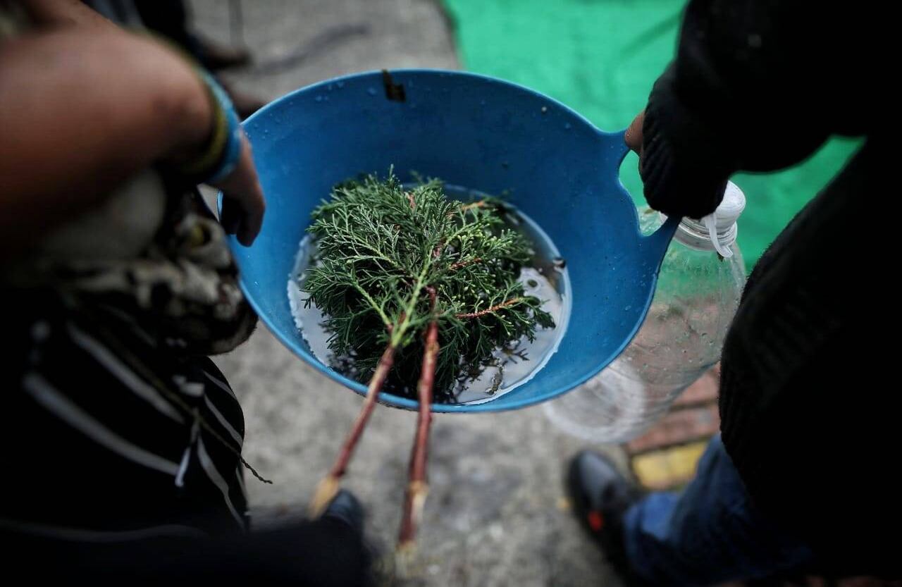 Con ramas de pino los indígenas autorizados en compartir sus medicinas, rosearon a los asistentes. Foto: Esteban Vega/ Semana.