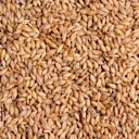 La cebada es ul alimento con altos contenidos de fibra.