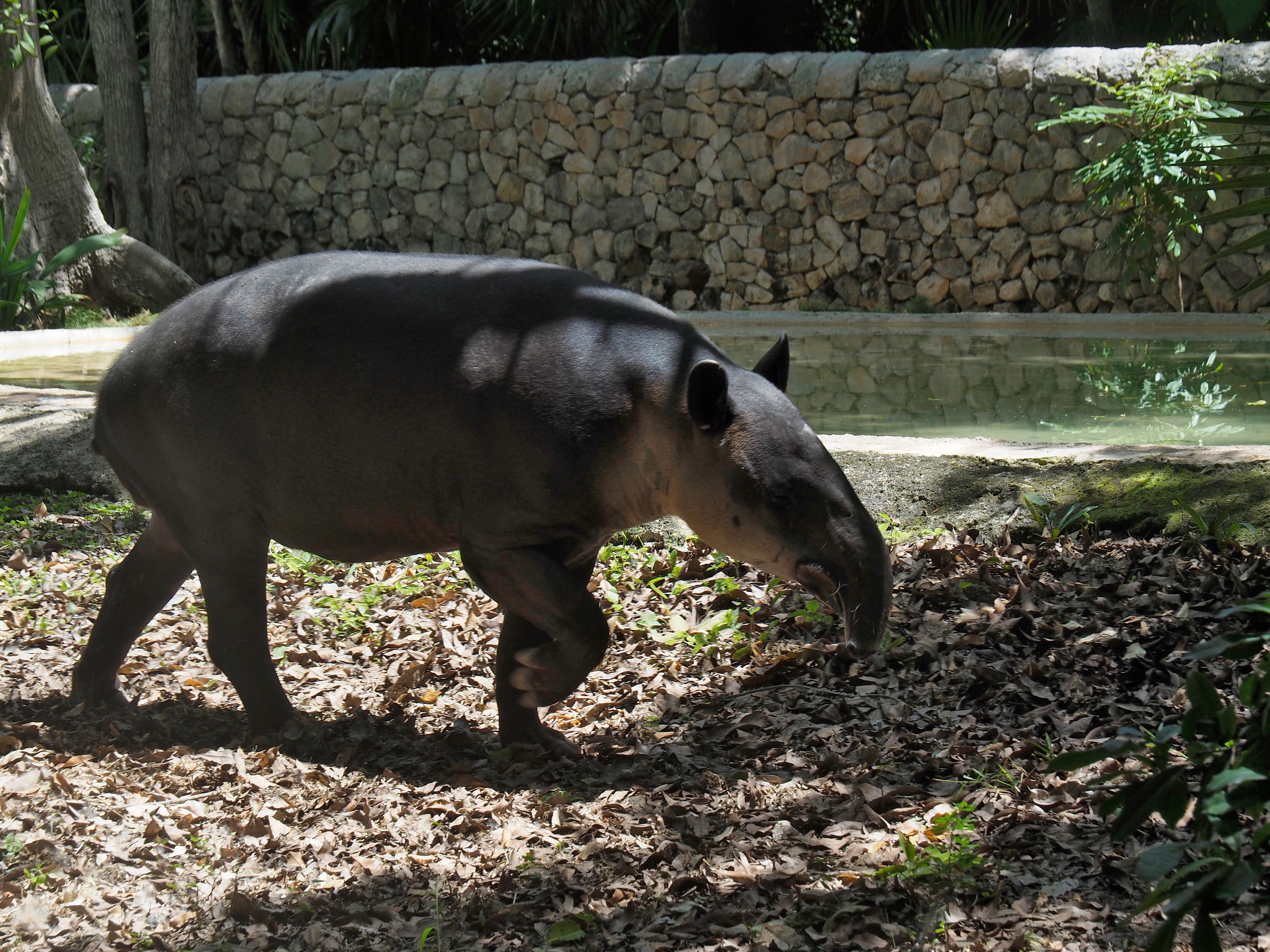 Este animal pertenece a la familia Tapiridae y es conocido por su cuerpo robusto y su largo hocico.