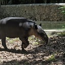 Este animal pertenece a la familia Tapiridae y es conocido por su cuerpo robusto y su largo hocico.